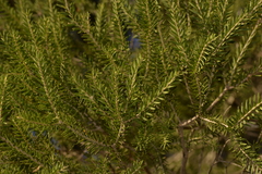 Melaleuca preissiana