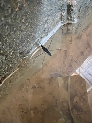 Limnometra