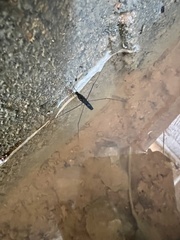 Limnometra