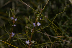 Cyanothamnus ramosus