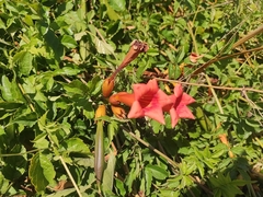 Campsis radicans
