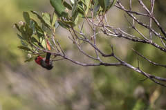 Myzomela caledonica