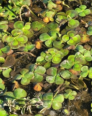 Marsilea mutica