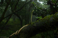 Dendrelaphis girii