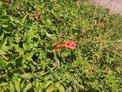 Campsis radicans