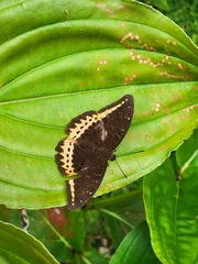 Lexias panopus