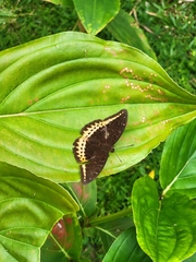 Lexias panopus