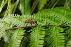 Cryptoderma formosense