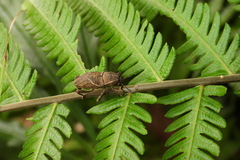 Cryptoderma formosense