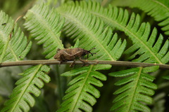 Cryptoderma formosense