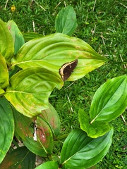 Lexias panopus