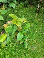 Lexias panopus