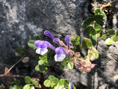Scutellaria tashiroi