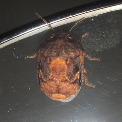 Stethaulax marmorata