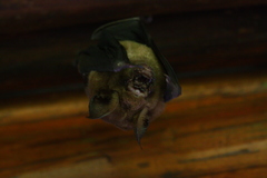 Hipposideros armiger terasensis