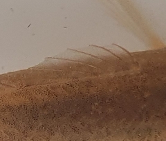 Gobiomorphus gobioides