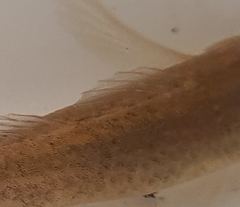 Gobiomorphus gobioides