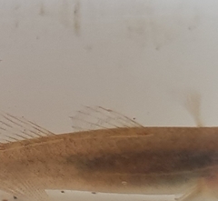 Gobiomorphus gobioides