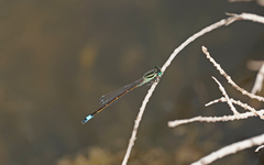 Ischnura saharensis