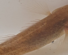 Gobiomorphus gobioides