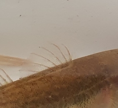 Gobiomorphus gobioides