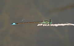 Ischnura saharensis