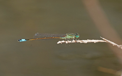 Ischnura saharensis
