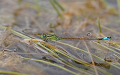 Ischnura saharensis