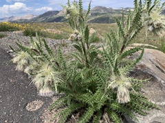 Cirsium scopulorum