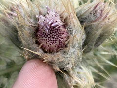 Cirsium scopulorum