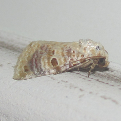 Diastema tigris