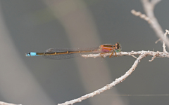 Ischnura saharensis