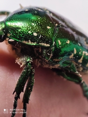 Protaetia orientalis orientalis