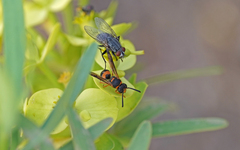 Ancistrocerus kerneri