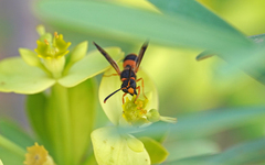 Ancistrocerus kerneri