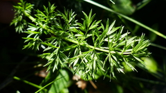 Endressia pyrenaica