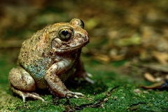 Sphaerotheca