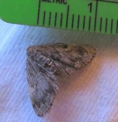 Metalectra richardsi