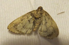 Metalectra richardsi