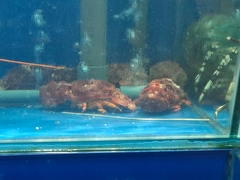 Scyllarides squammosus