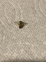 Agapostemon melliventris
