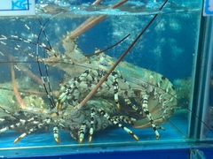 Panulirus ornatus