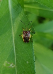 Elasmostethus interstinctus