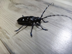 Anoplophora glabripennis