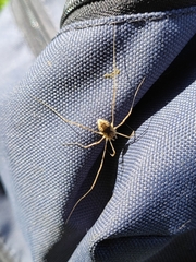 Mitopus morio