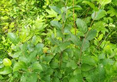 Betula fruticosa