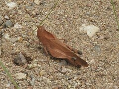 Tomonotus ferruginosus