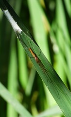 Tetragnatha elongata