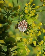 Carpocoris purpureipennis