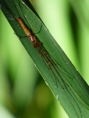 Tetragnatha elongata